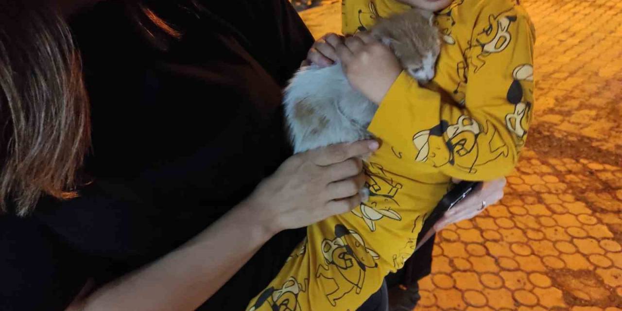 Aracın Motoruna Giren Kedi Yavrusu Jandarma Tarafından Çıkarıldı