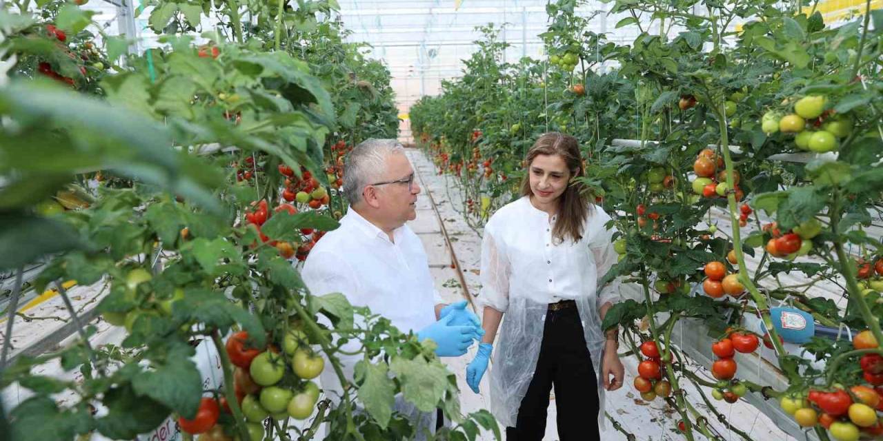 Metan Gazı Enerjiye, Enerjiden Üretilen Isı İse Domatese Dönüşüyor