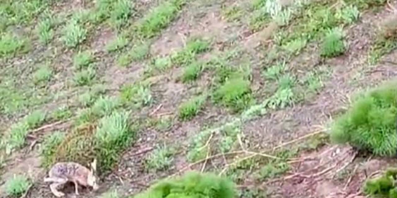 Kayda Aldığı Tavşanla Sohbeti Gülümsetti