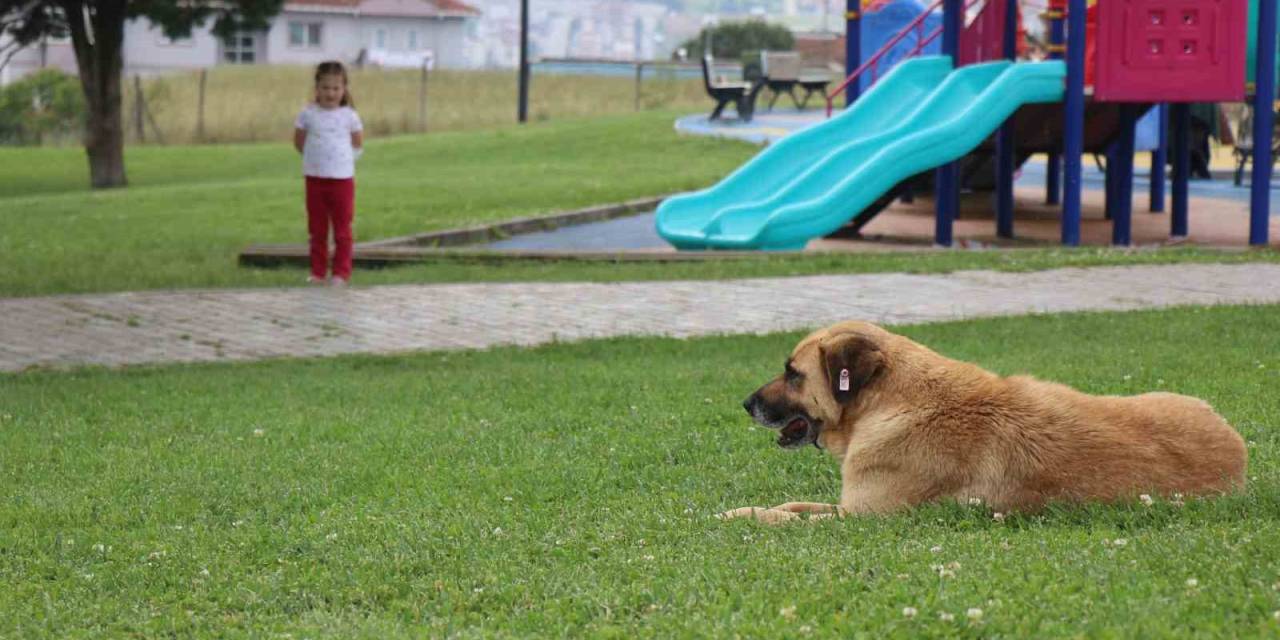 Çocuk Parkında Dehşet: 5 Yaşındaki Kız, Kaydırak Altında Yatan Köpeğin Saldırısına Uğradı