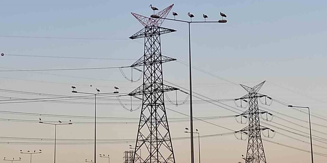 Leylek Göçü Seferberliği