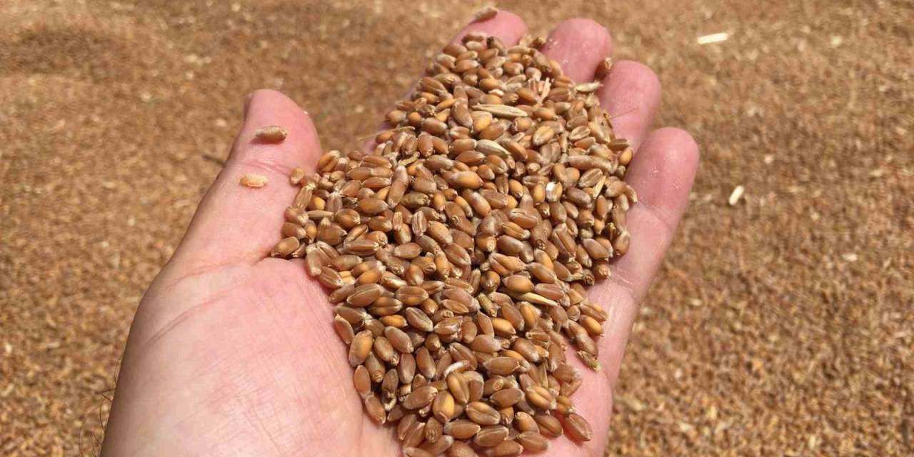 Aydın’da Buğday Alım Fiyatını Açıkladı