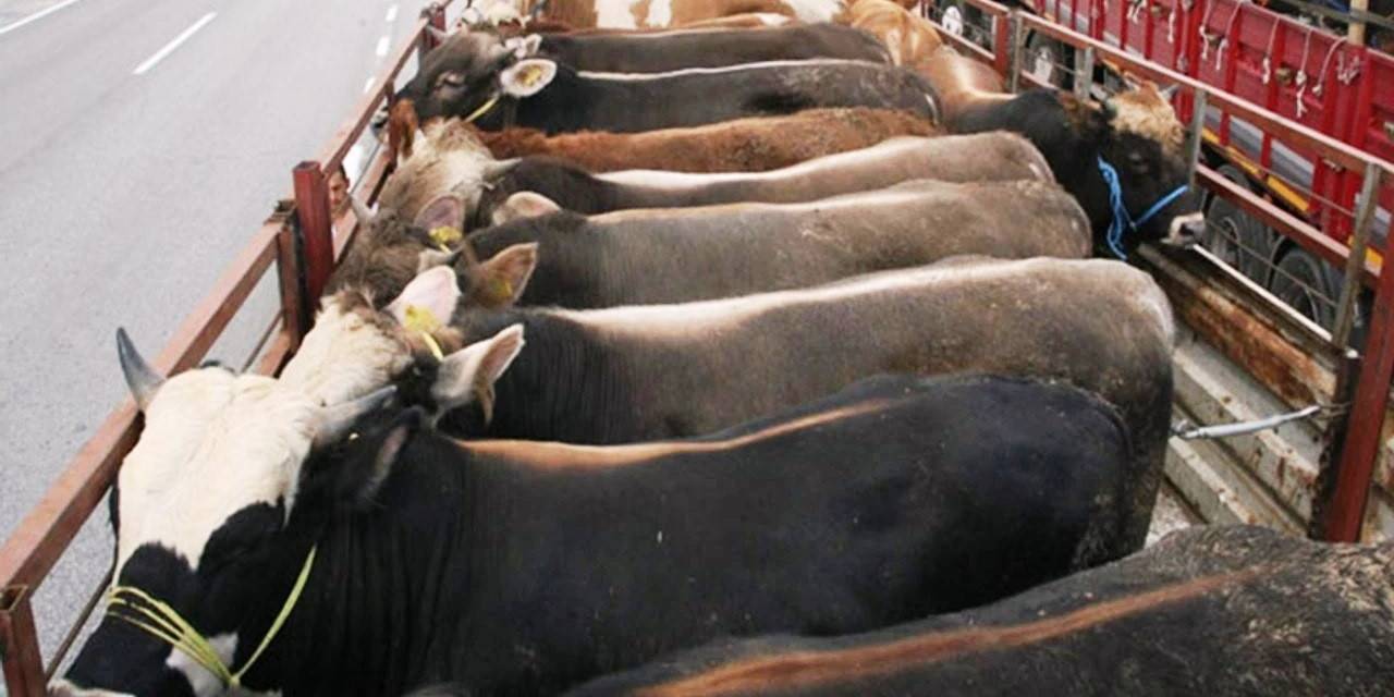 Kurbanlık Sevkiyatında Dikkat Edilmesi Gereken Hususlar