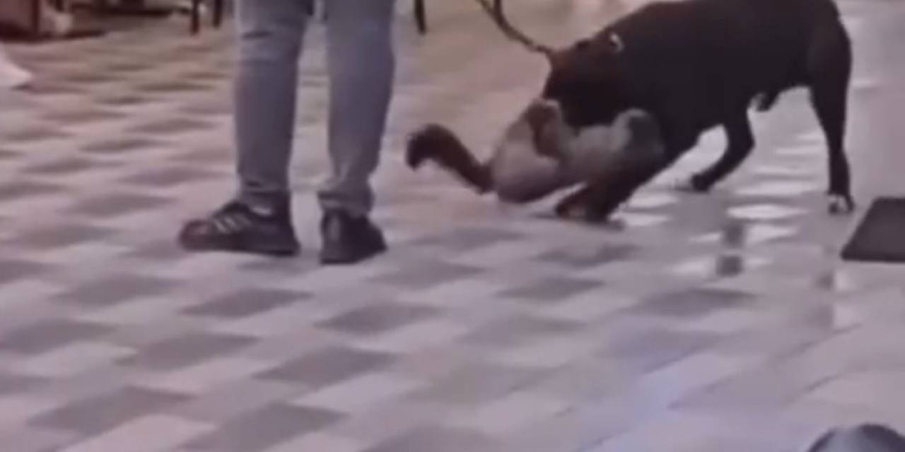 İzmir’de Yasaklı Irk Köpek Kediyi Nefessiz Bıraktı, Sahibi Gözaltına Alındı