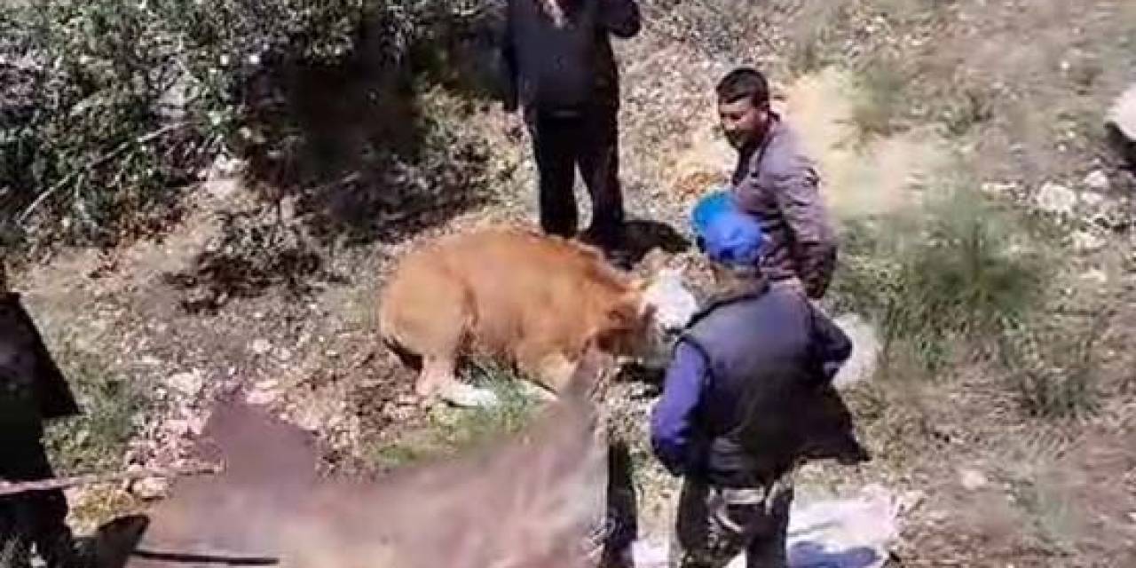 Köylülerden İnek Kurtarma Operasyonu