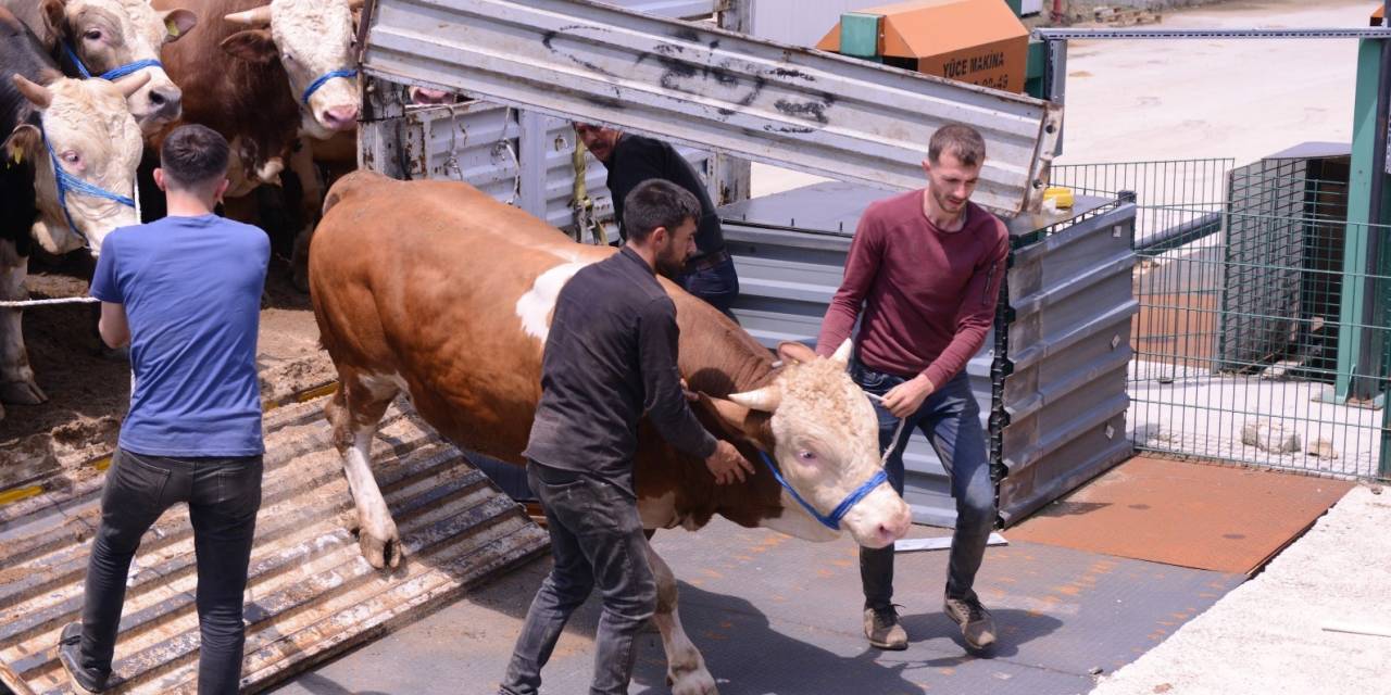 İnegöl Hayvan Pazarına Kurbanlık Girişleri Başladı