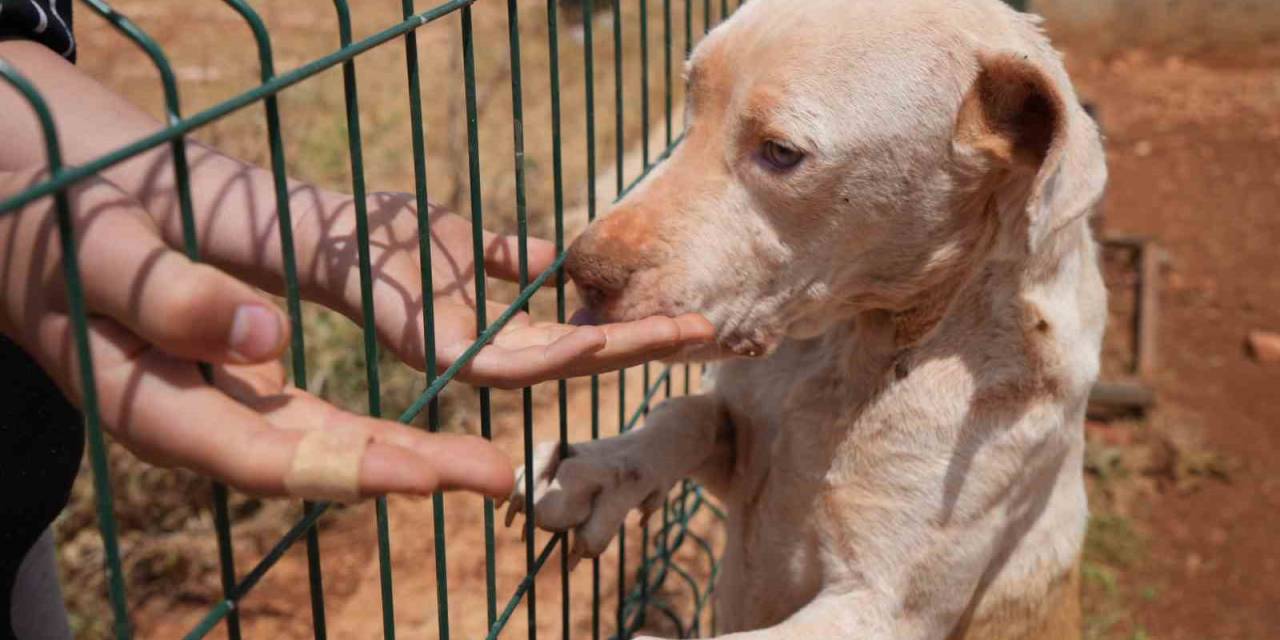 Gaziantep’te Kurulan Barınak Türkiye’ye Örnek Oldu