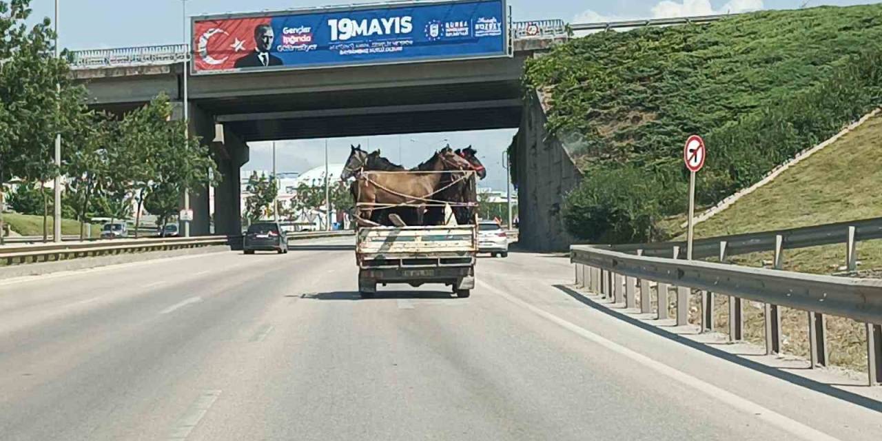 Kamyonetin Kasasına 5 Adet At Sığdırdı
