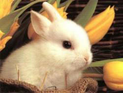 Şimdi Birde de tavşan vebası ortaya çıktı