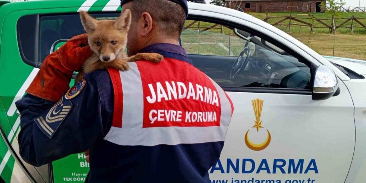 Yavru Tilkinin Bakımını Yapıp Karnını Doyurdular