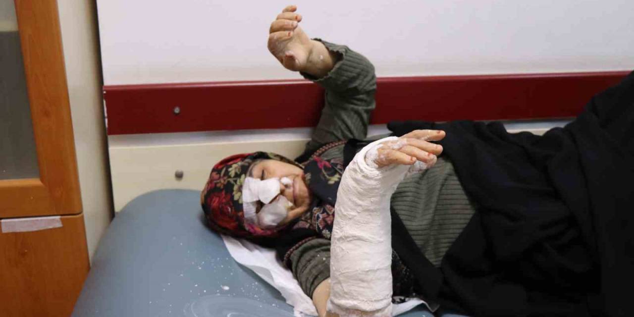 Oltu’da Sokak Köpekleri Dehşet Saçtı