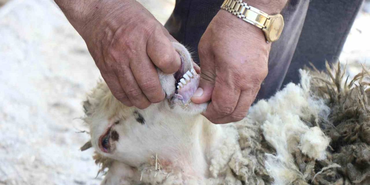 Kurbanlık Alırken Dikkat Edilmesi Gerekenler