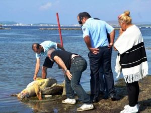 ’Caretta Caretta’yı Kurşunladılar