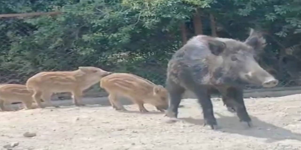 Eyüpsultan’da Yola İnen Domuzları Ekmekle Besledi