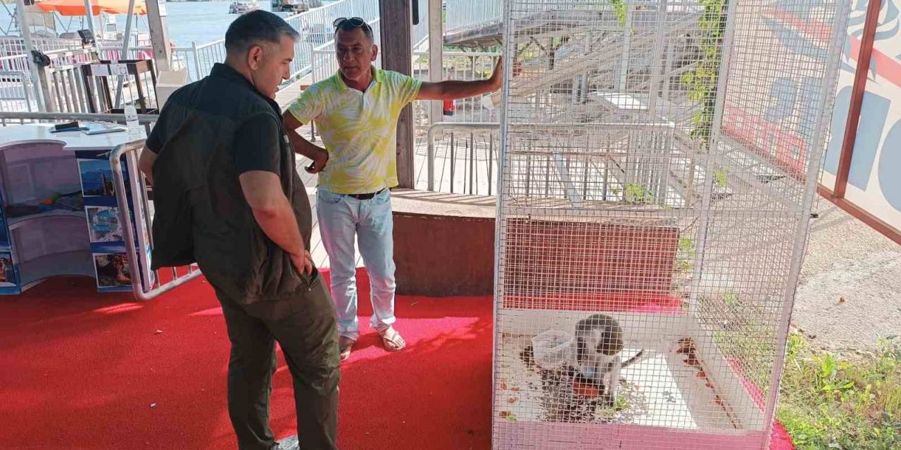 Köpeklerin Saldırısına Uğrayan Maymun Ağaca Çıkarak Kurtarılmayı Bekledi