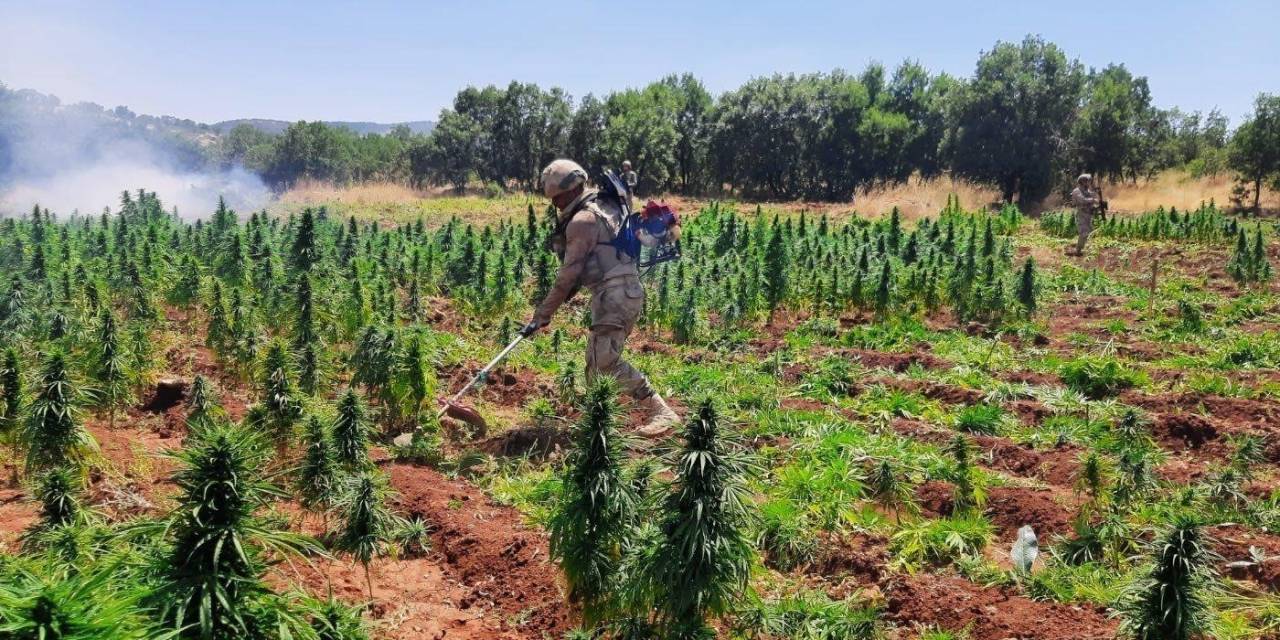 Diyarbakır’da 113 Bin Kök Kenevir Ele Geçirildi