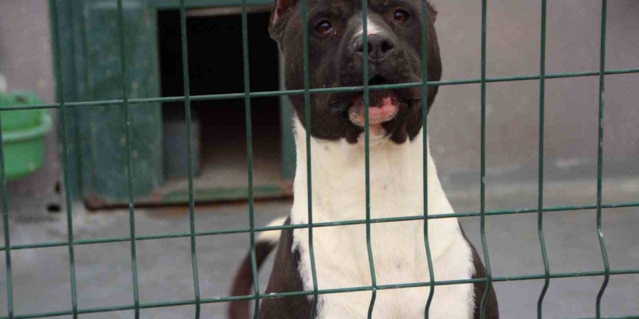 Bilecik’te Köpek Sürüsünden Kaçan Yaşlı Kadın Düşerek Hastanelik Oldu