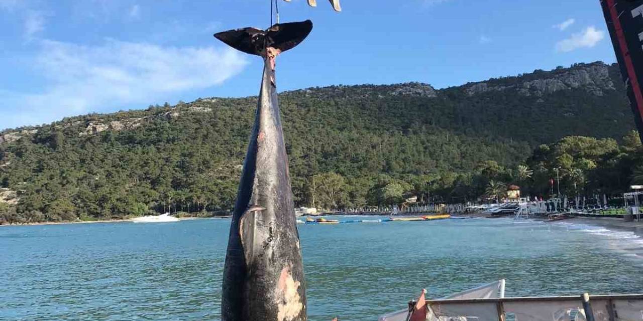 Kemer’de Ölü Yunus Balığı Sahile Vurdu