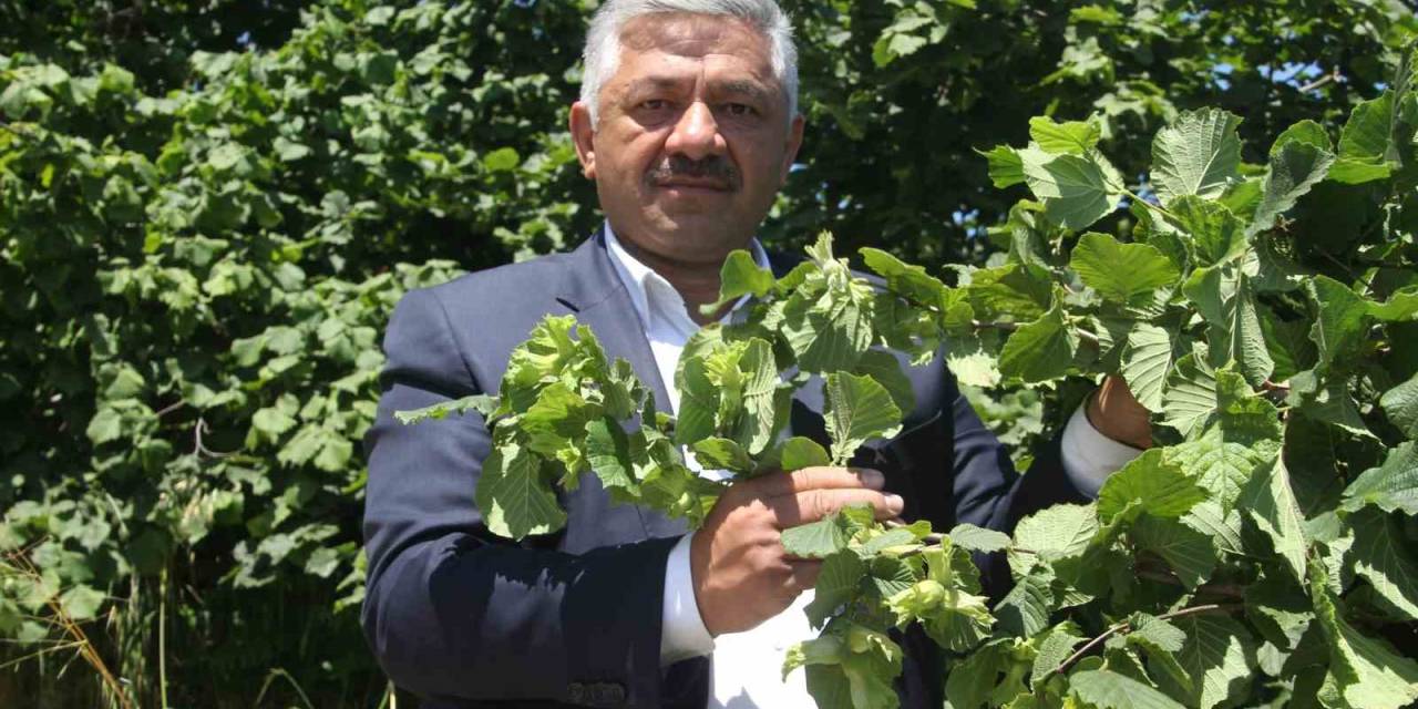 Soydan: “Fındıkta Açıklanan Rekolte Tahminleri Gerçeği Yansıtmıyor”