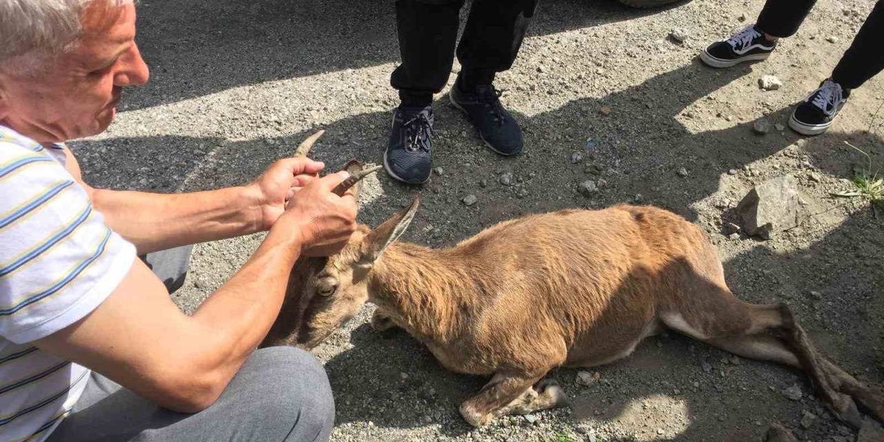 Yol Kenarında Buldukları Yaralı Dağ Keçisinin Başından Bir An Olsun Ayrılmadı