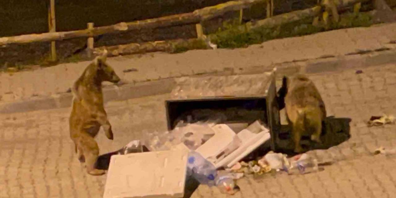 Sarıkamış’ta Boz Ayılar Sokaklarda Cirit Atıyor