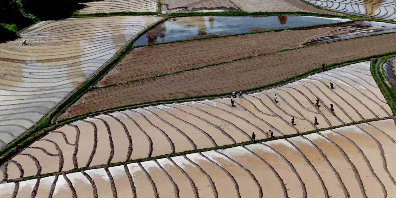 Bitlis’te İmece Usulü Çeltik Ekimi Başladı