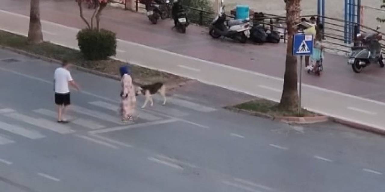 Yaya Geçidinden Karşıya Geçmeye Korkan Köpeği Dakikalarca Beklediler