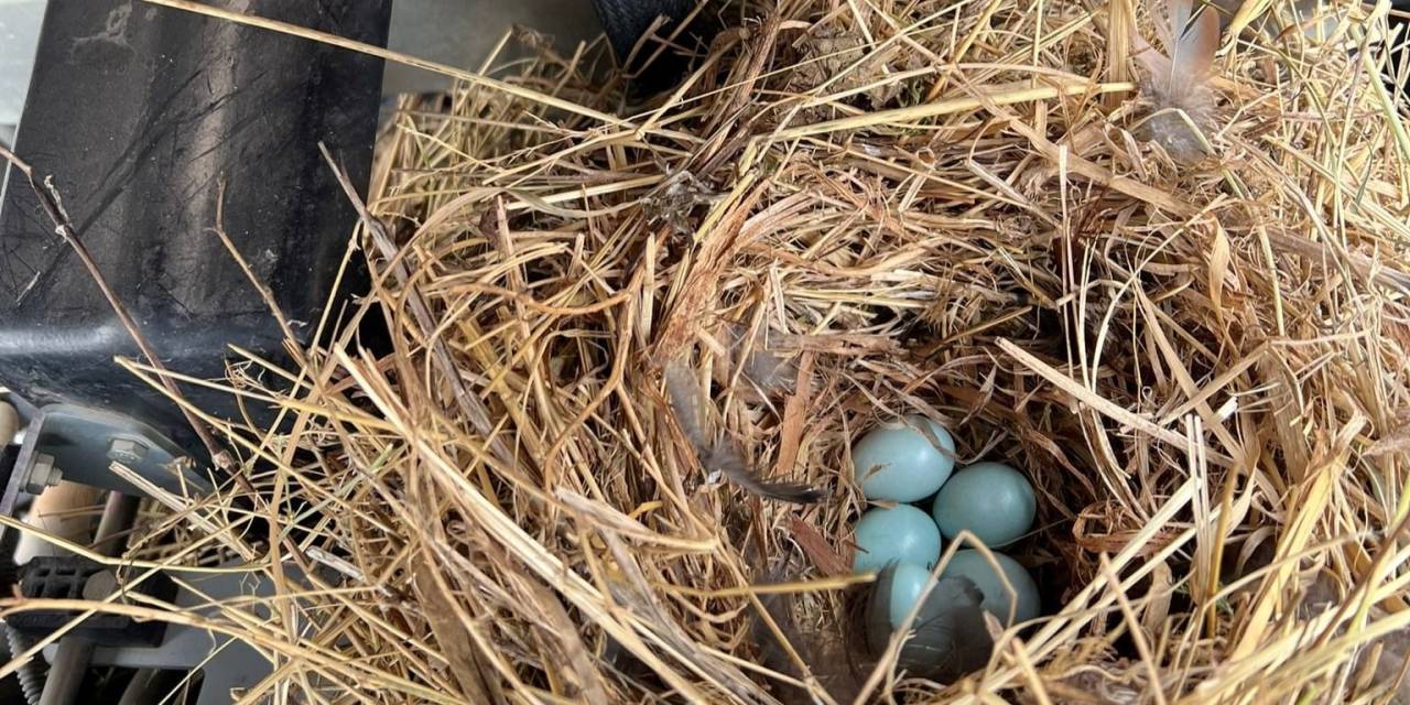 Traktöre Yuva Yapan Kuş İçin İşleri Bıraktı