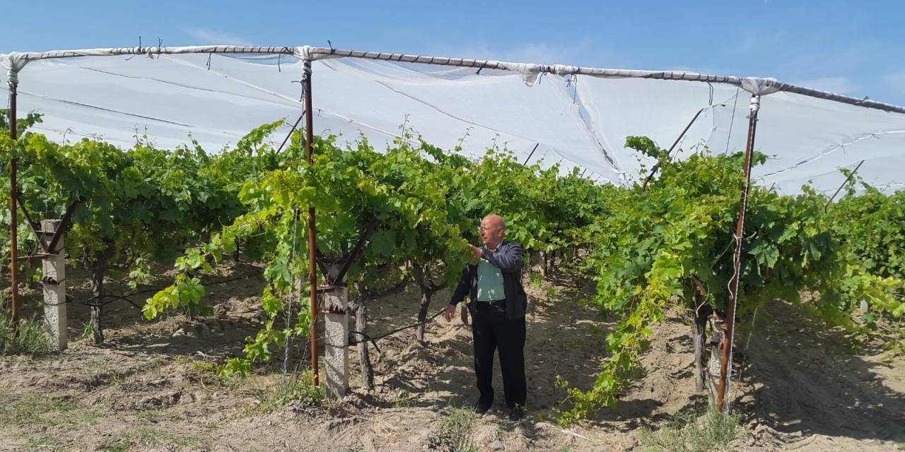 Üzüm Bağlarında Dolu Tül Yaygınlaşıyor