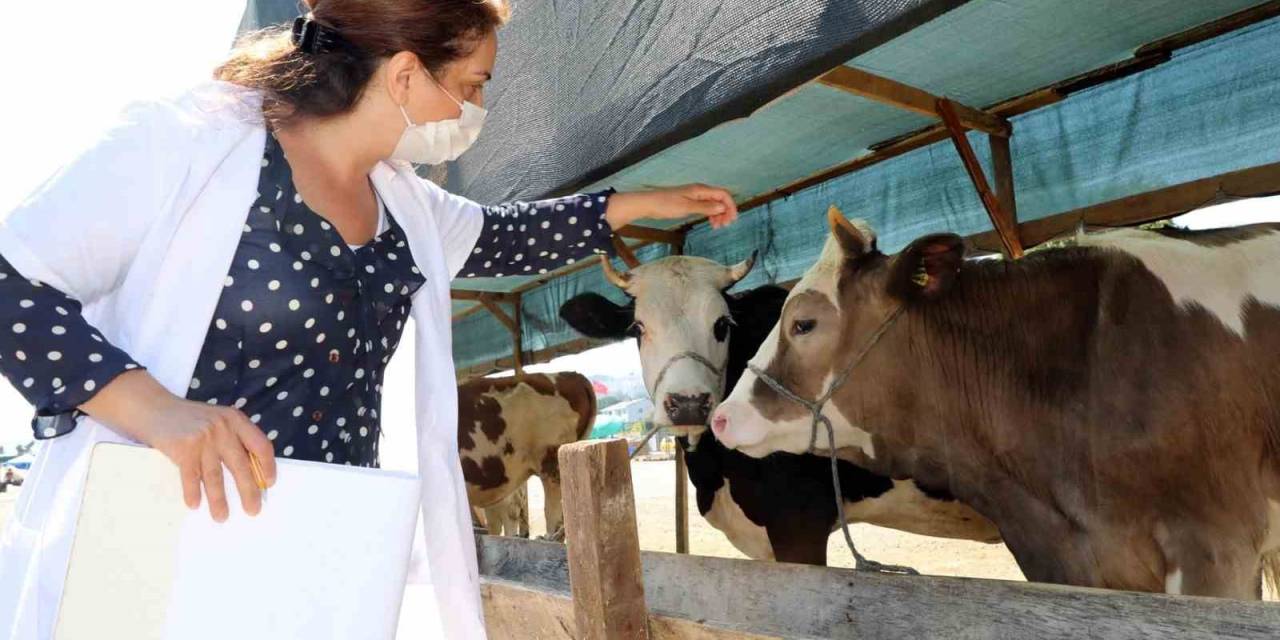 Mudanya’da Hayvan Pazarı Yer Değişikliği