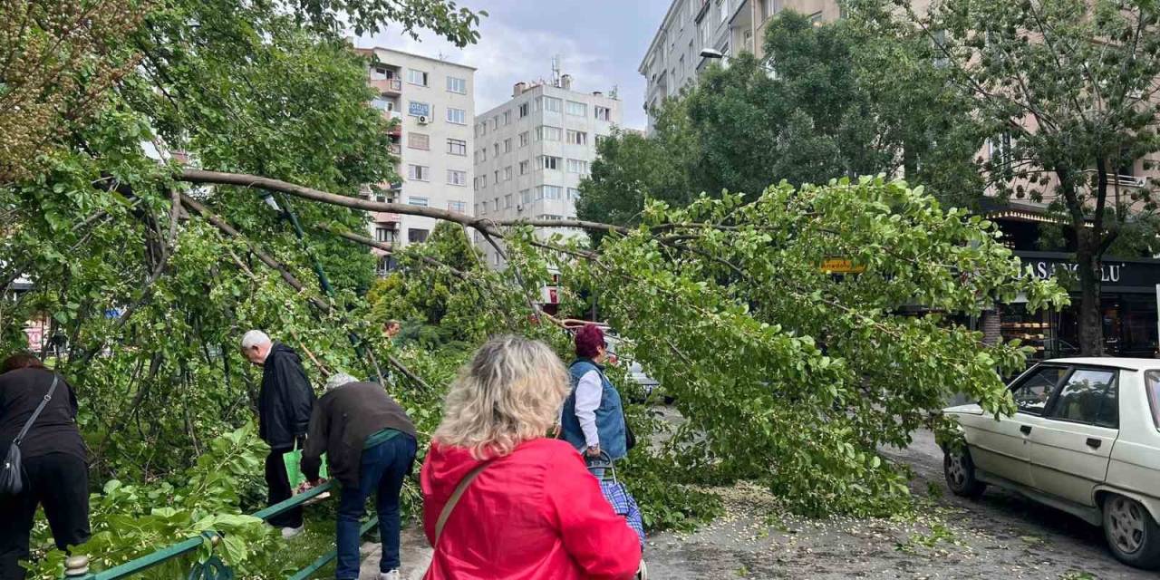 Devrilen Ağaç Yolu Kapattı