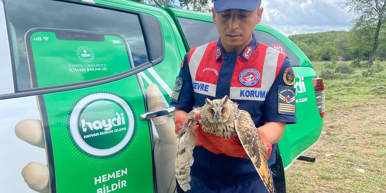 Kanadı Kırık Baykuşa Jandarma Şefkati