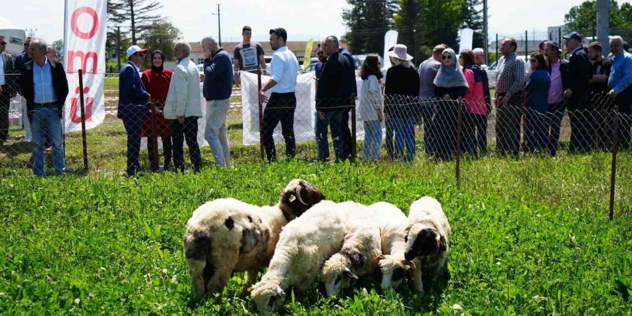 Kuzu Etinin Fiyatını Düşürecek Proje