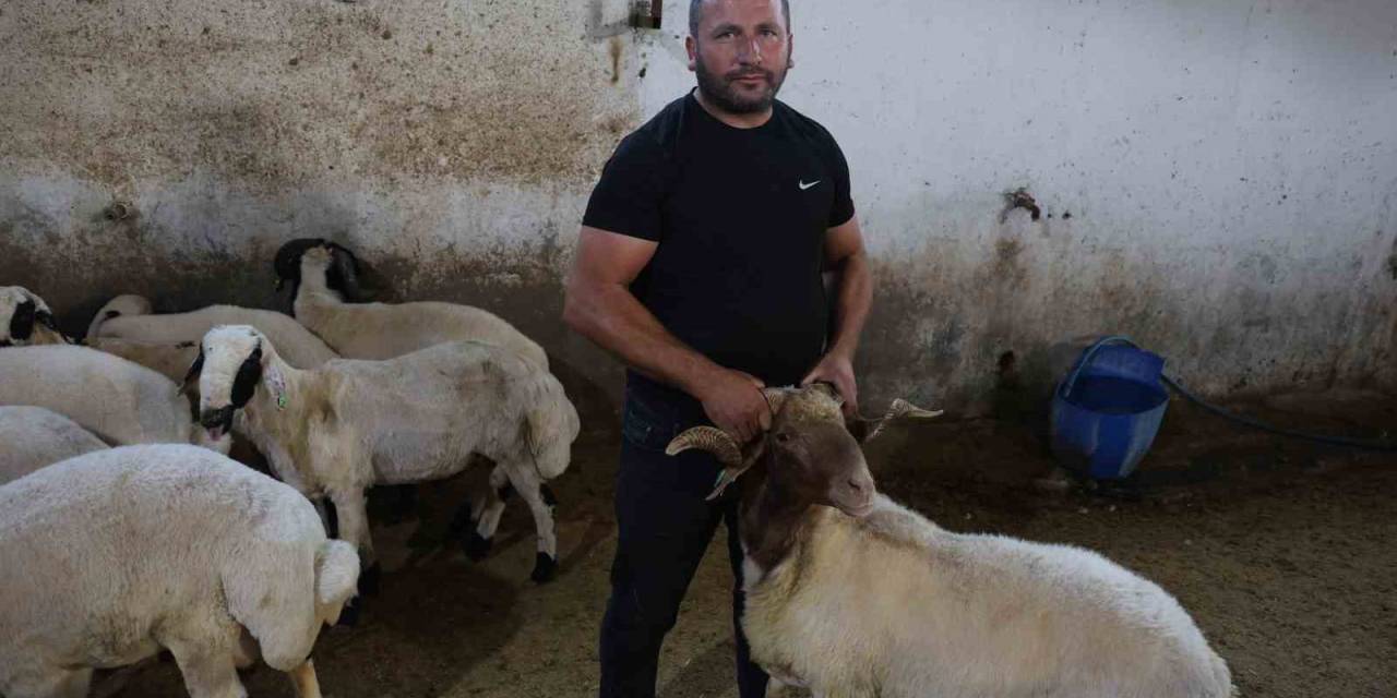 Başıboş Köpek Sürüleri Dehşet Saçtı, Onlarca Hayvan Telef Oldu