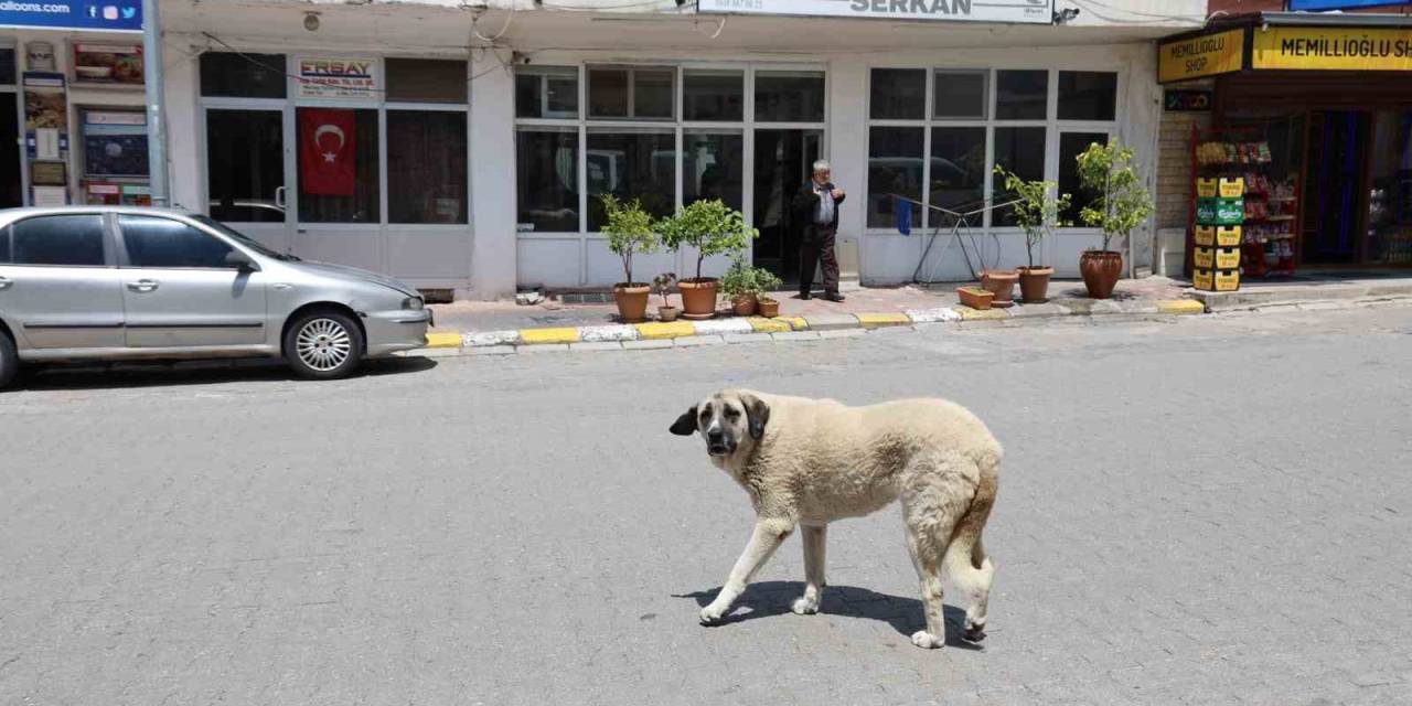 Kapadokya’da Sokak Köpekleri Turizmi De Etkiliyor