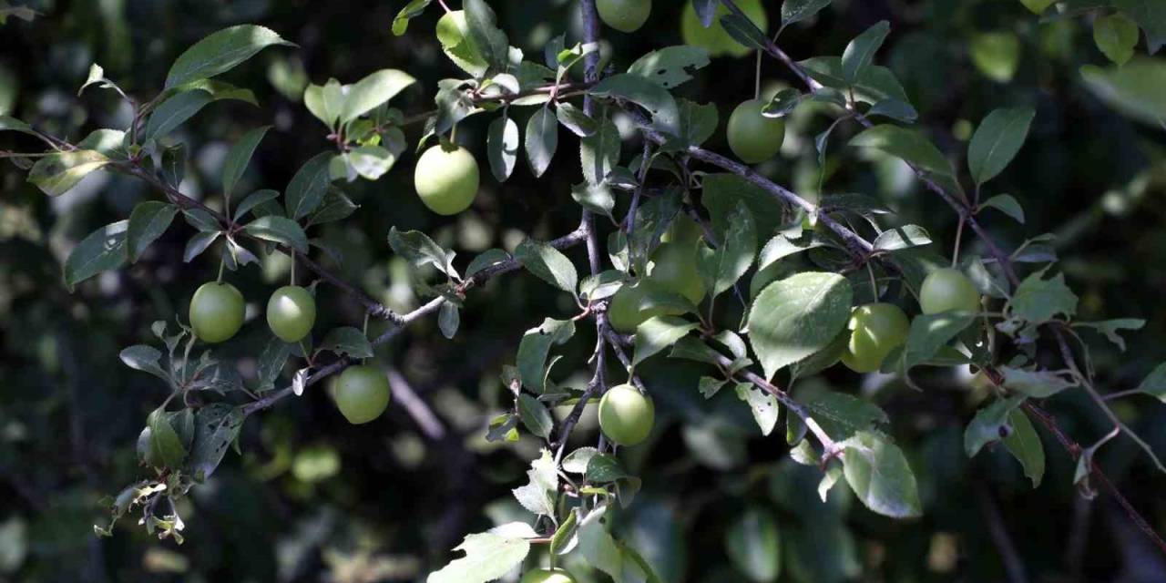 Eyüpsultan’da İnsan Odaklı Ve Çevreci Proje: Ekolojik Yaşam Çiftliği