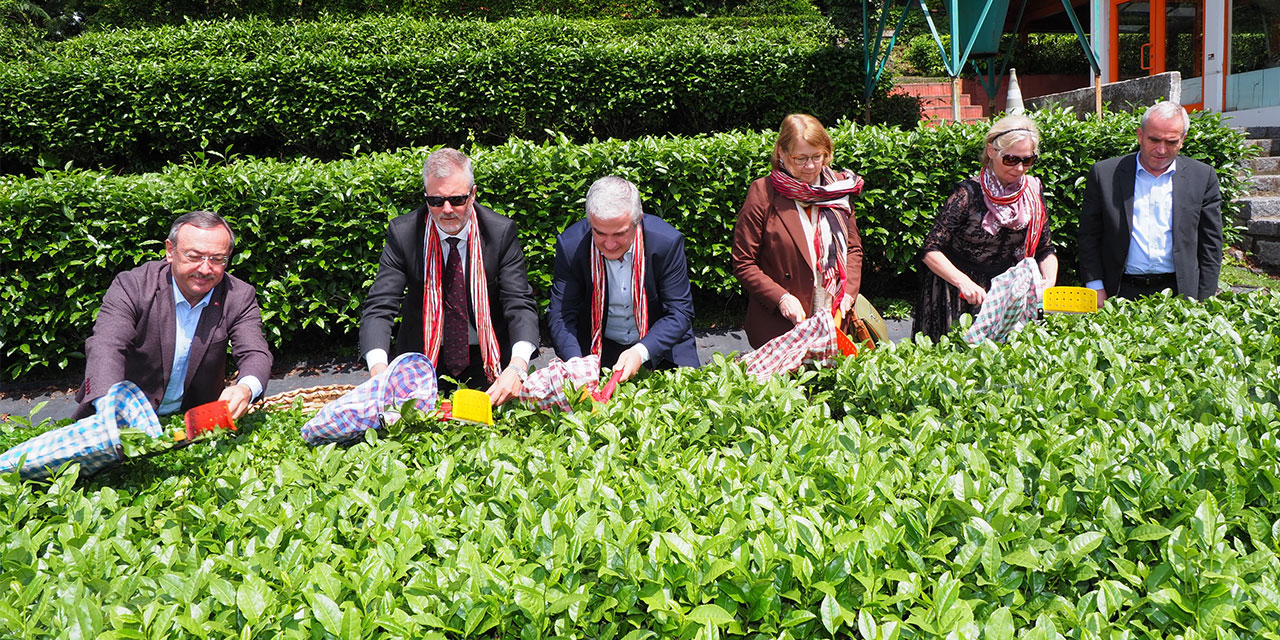 İskandinavya ülkeleri büyükelçileri Rize'de çay hasadında bulundu
