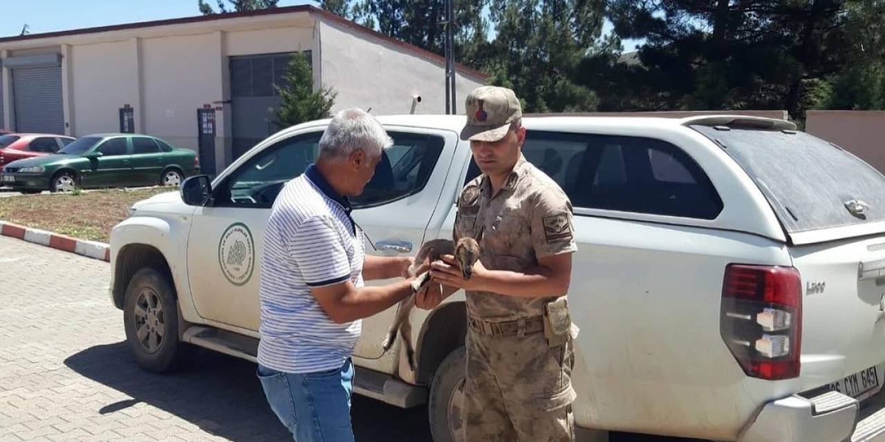 Yavru Yaban Keçisi Doğada Ayağı Kırık Halde Bulundu