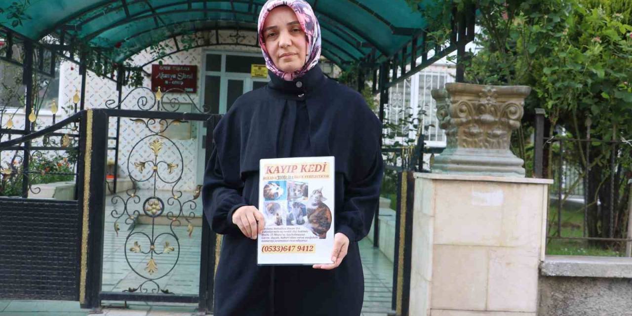 Kaybolan Kedisini Bulana Para Ödülü Verecek