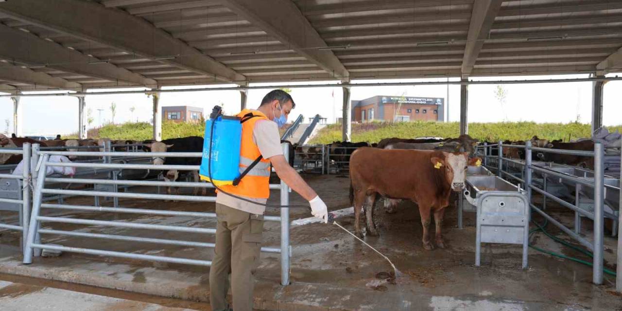 Gölbaşı Belediyesinden Kurban Satış Ve Kesim Merkezlerinde İlaçlama