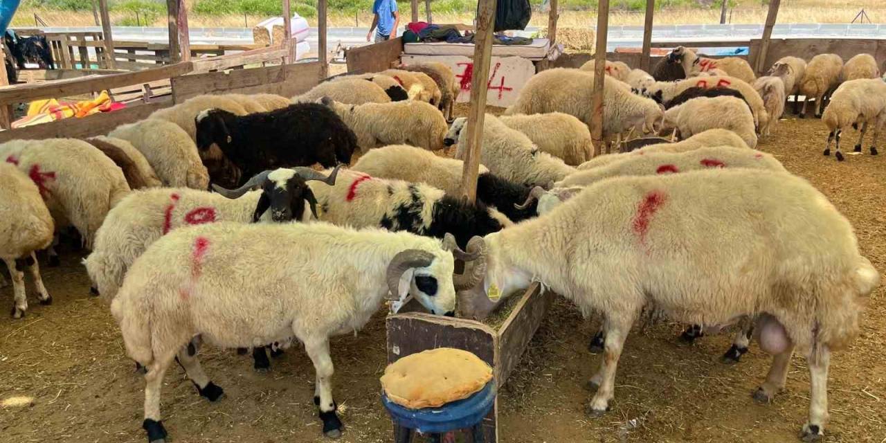 Aliağa’da Kurbanlık Kesim Fiyatları Açıklandı