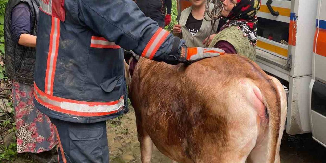 Trabzon’da İnek Kurtarma Operasyonu