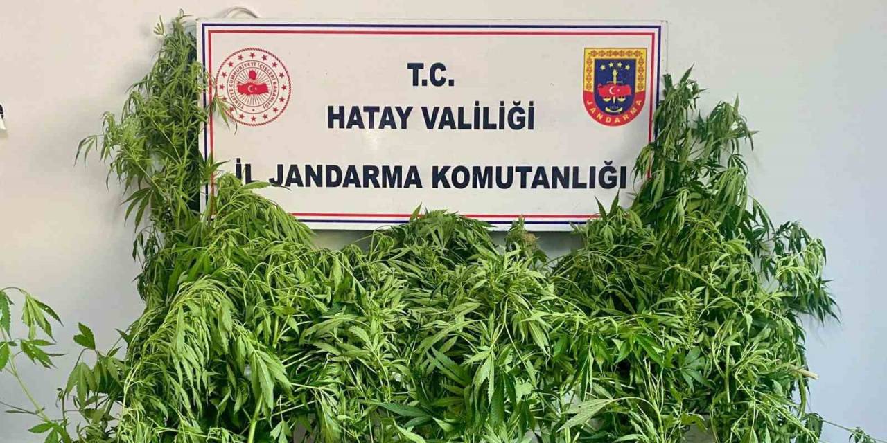 Hassas Burunlu Jandarma Köpeğinin Uyuşturucu Bulduğu Anlar Kamerada