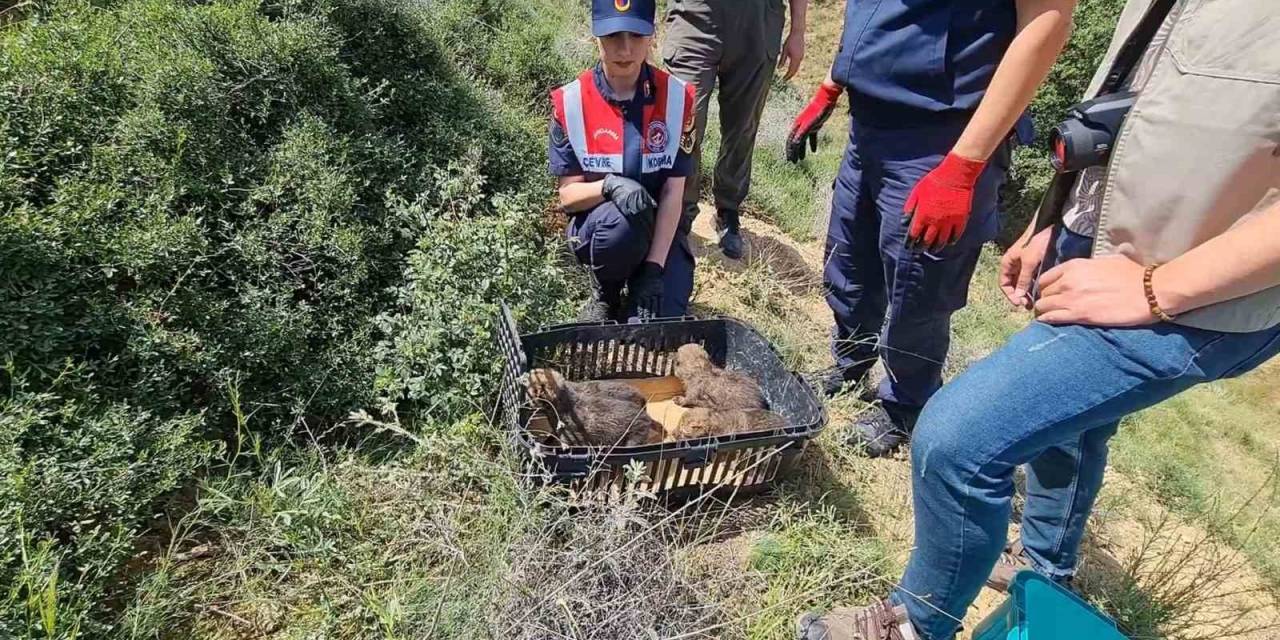 Bir Haftalık Yavru Kurtlar Annesiz Kaldı: Koruma Altına Alındı