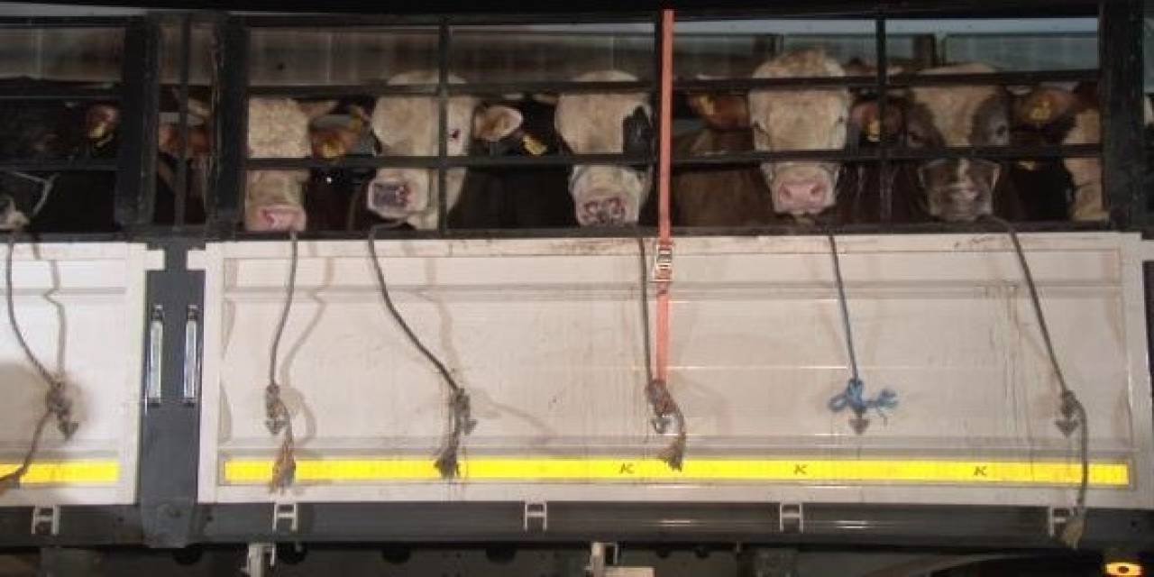 İstanbul’a Kurbanlık Hayvan Girişleri Başladı