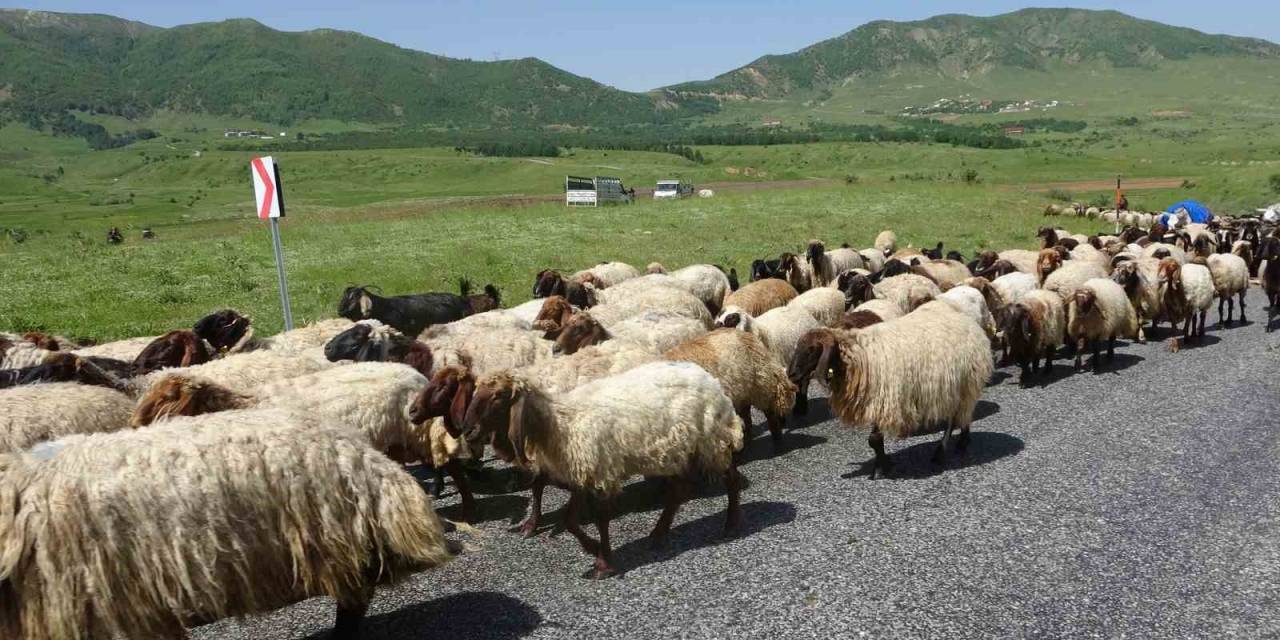 Besicilerin Yayla Yolculuğu Başladı