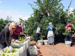 Narenciye Sezon Başında Yüzleri Ekşitmiyor
