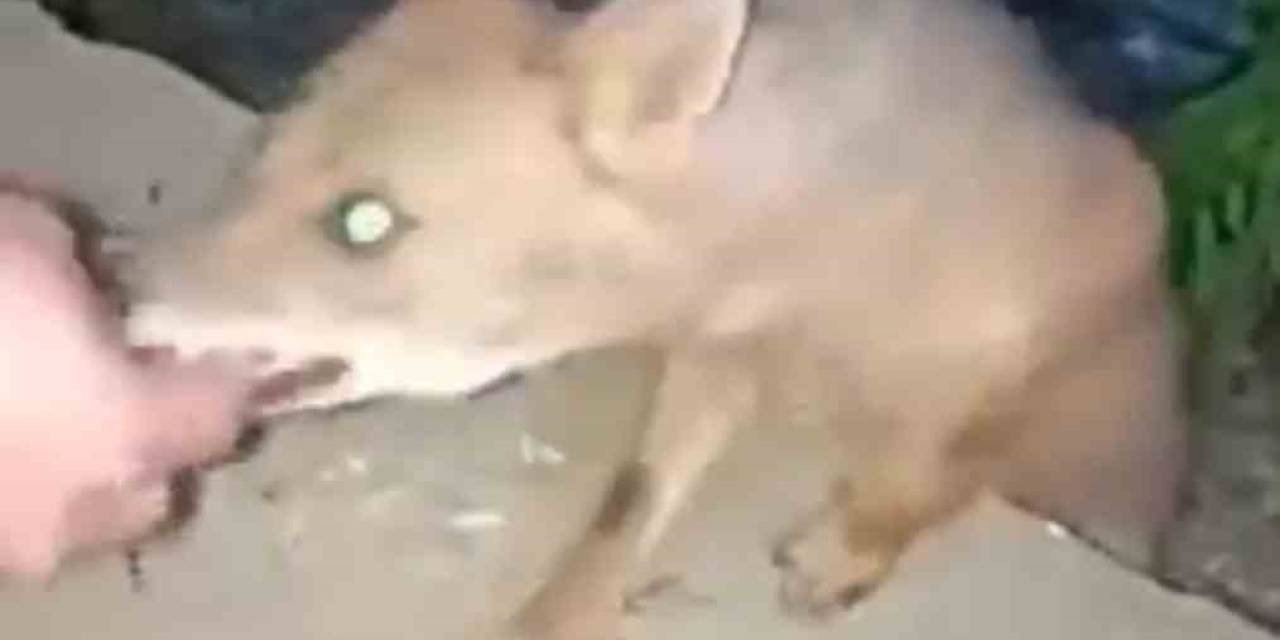 Bursa’da Aç Kalan Tilki Vatandaşın Elini Isırdı, Hastanede Kuduz Aşısı Oldu