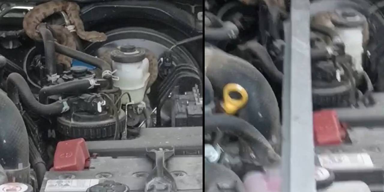 Hakkari’de Kamyonetin Motoruna Giren Yılan Güçlükle Çıkartıldı