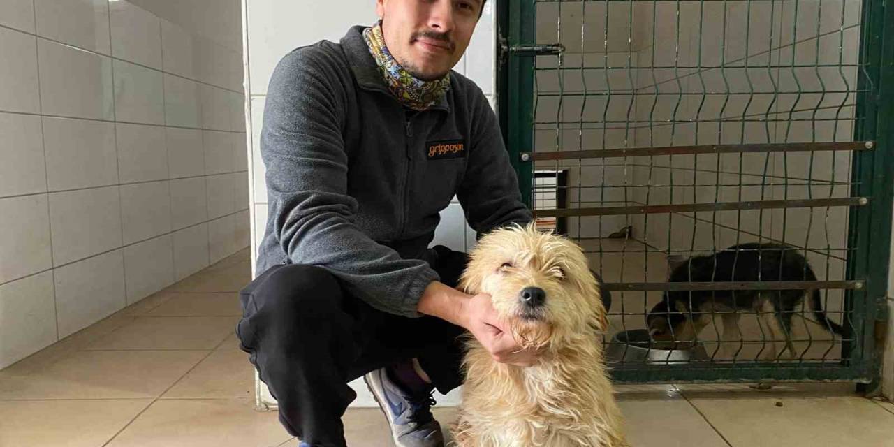 Sahipsiz Köpeğe Tümör Ameliyatı
